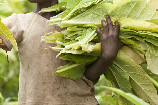 Child Labour in the Tobacco Fields of Bunyoro: A Call for Urgent Action