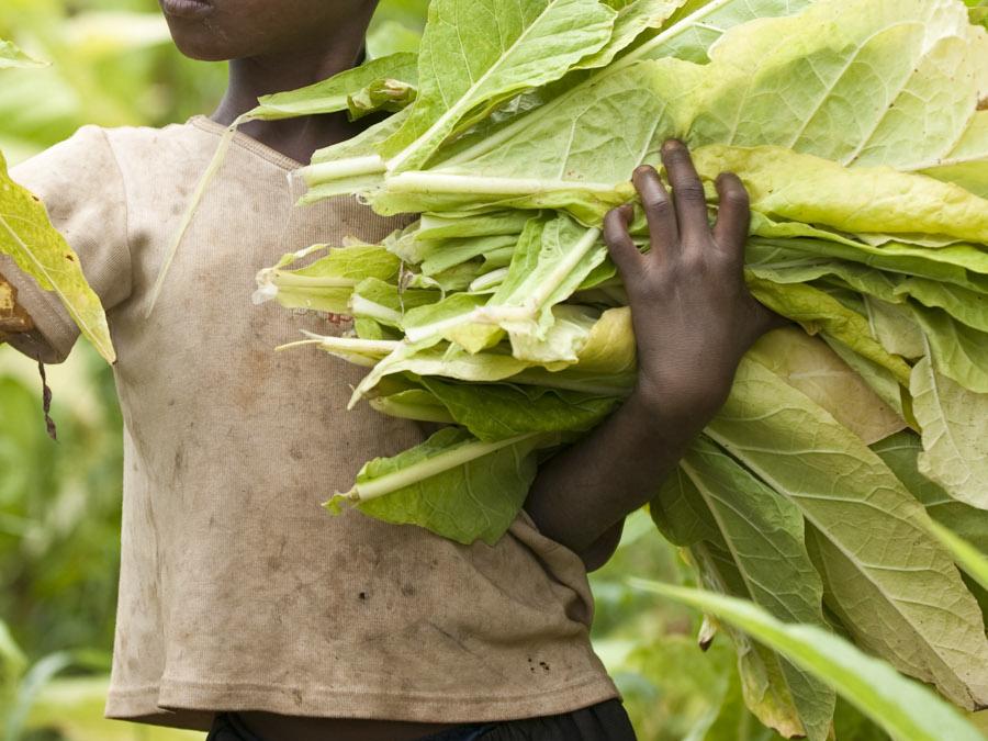 Child Labour in the Tobacco Fields of Bunyoro: A Call for Urgent Action